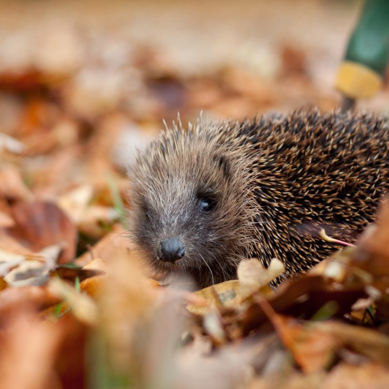 Hedgehog, by Tom Marshall