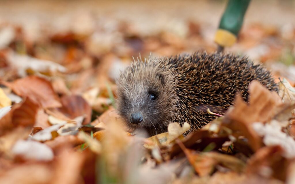 Hedgehog, by Tom Marshall