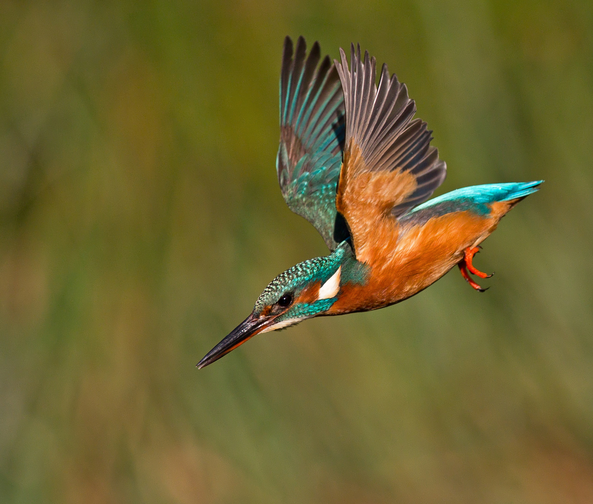 Kingfisher, by Malcolm Brown