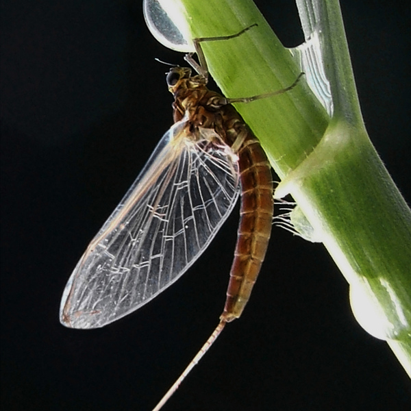 A Mayfly climbing a green shoot with its semi-transparent wings held back over its body.