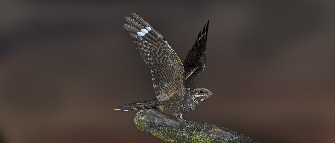 A Nightjar with wings spread as it lands on a perch. The flash of white on it's under-wing reveals it is a male.