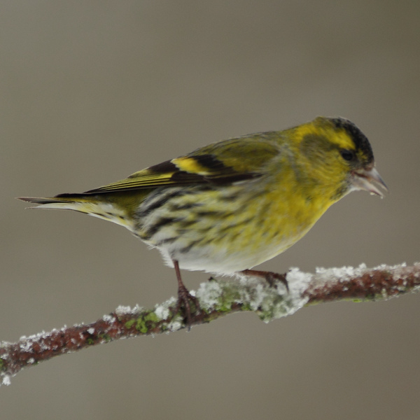 A male siskin (Carduelis spinus) perches on Alder, Hertfordshire, UK