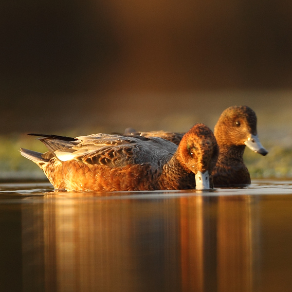 A pair of females with their rusty brown plumage feeding on the water.