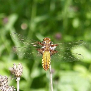 4 Spotted Chaser by Ben Keywood