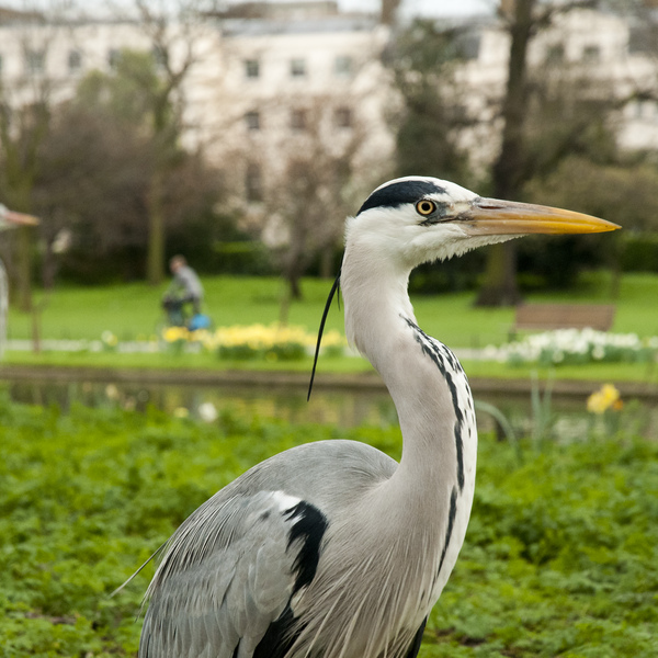A Grey Heron (Ardea cinerea) in urban park, london, spring.