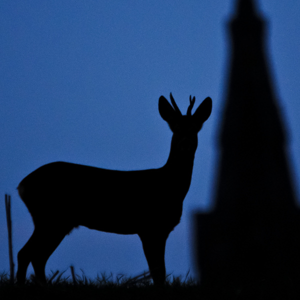 The silhouette of a Roe Deer stands out against the deep blue of the sky. The shadow of a church spire stands off to the side