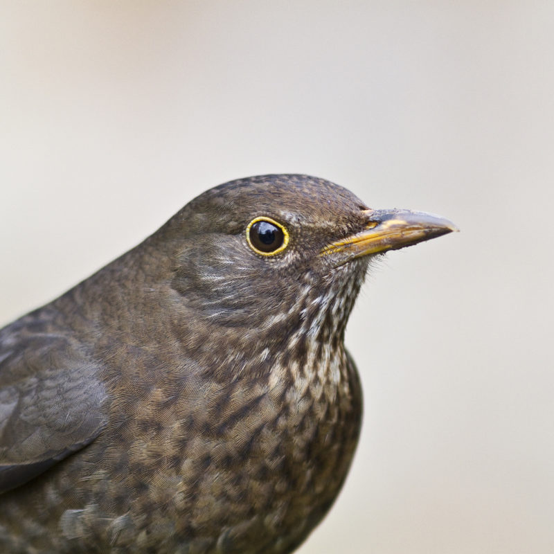 Female blackbird