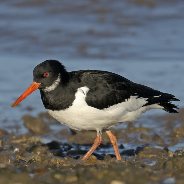 An Oystercatcher wading through the mud on North Norfolks, Wash Estuary.