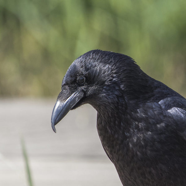 Carrion crow