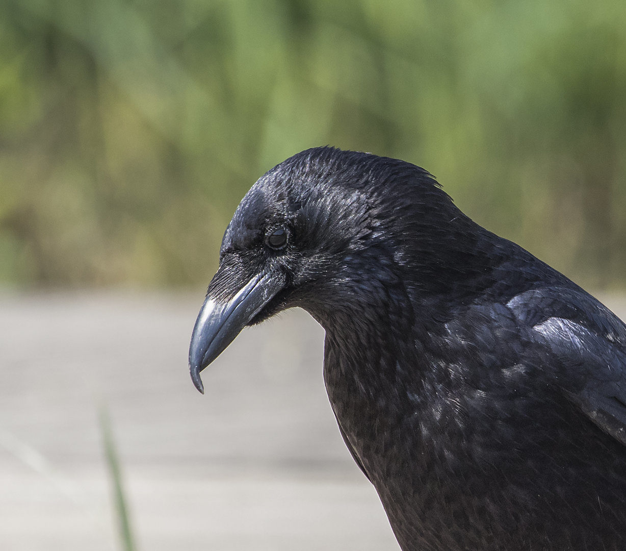 Identification of Juvenile Rooks and Carrion Crows - Corvid Isle