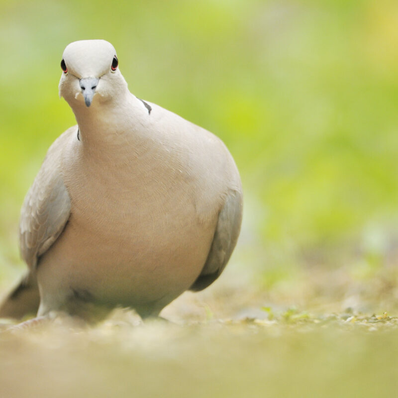 Collared Dove