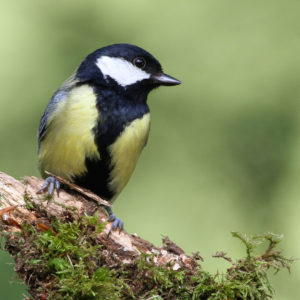 side view of great tit on a branch