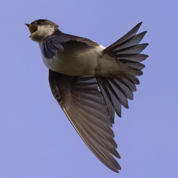 A House Martin in flight with it's head held high, bill open and wings on the down beat.