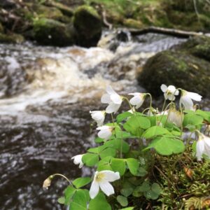 The white Wood sorrel flowers growing by the side of a woodland stream