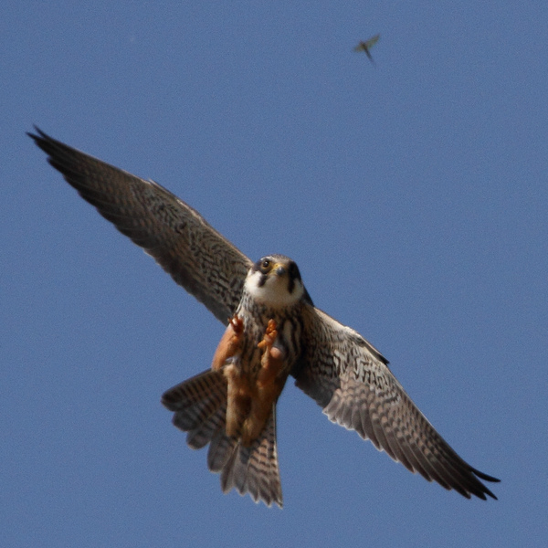 A Hobby swoops in ready to seize prey from blue skies above.