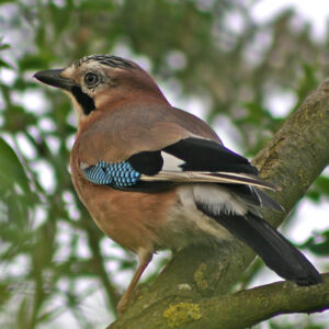 A photo by Ian Rose of a Jay within the branches of a tree faces away and to the left side showing the flash of blue on it's wing.