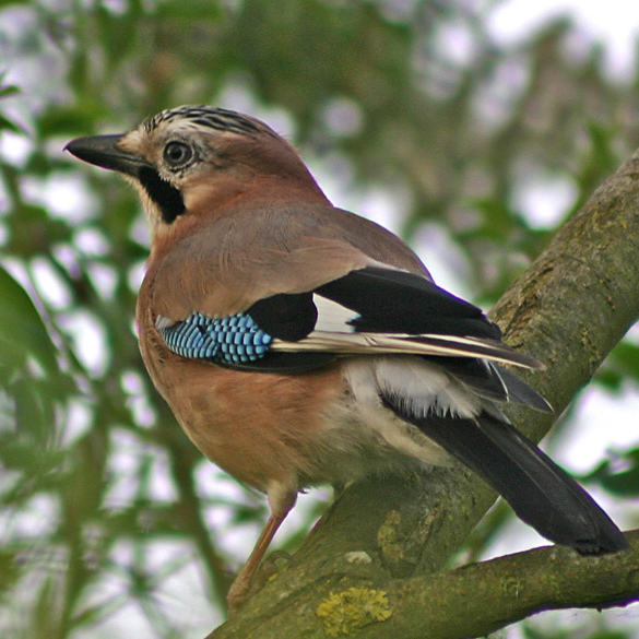 A photo by Ian Rose of a Jay within the branches of a tree faces away and to the left side showing the flash of blue on it's wing.