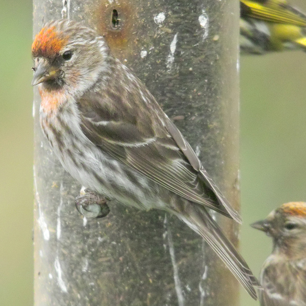 A Lesser Redpoll perched on a birdfeeder which it shares with it's mixed flock. It looks to the left and back towards the camera.