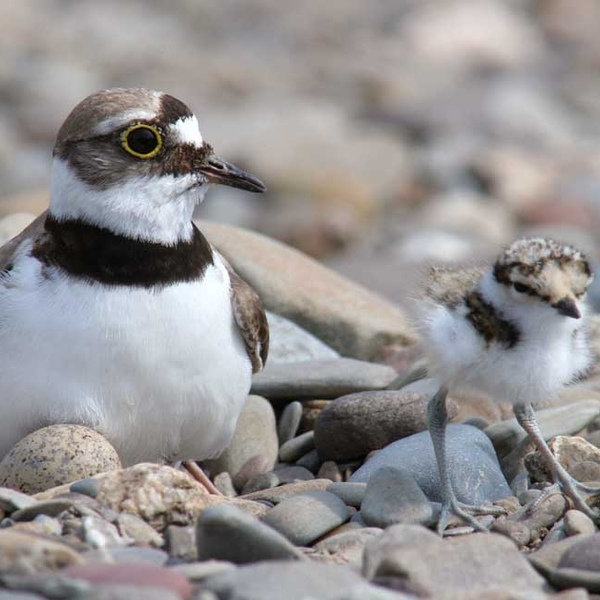 A Little Ringed Plover watches over a chick as it explores its gravel home.