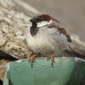 A House Sparrow perched on the end of green guttering below a tiled roof.