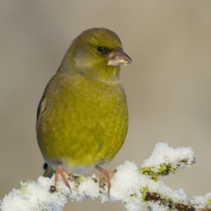 A male Greenfinch perched on branch in snow, UK