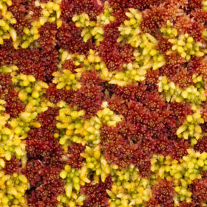 A close-up of Sphagnum moss in vivid reds and yellows.