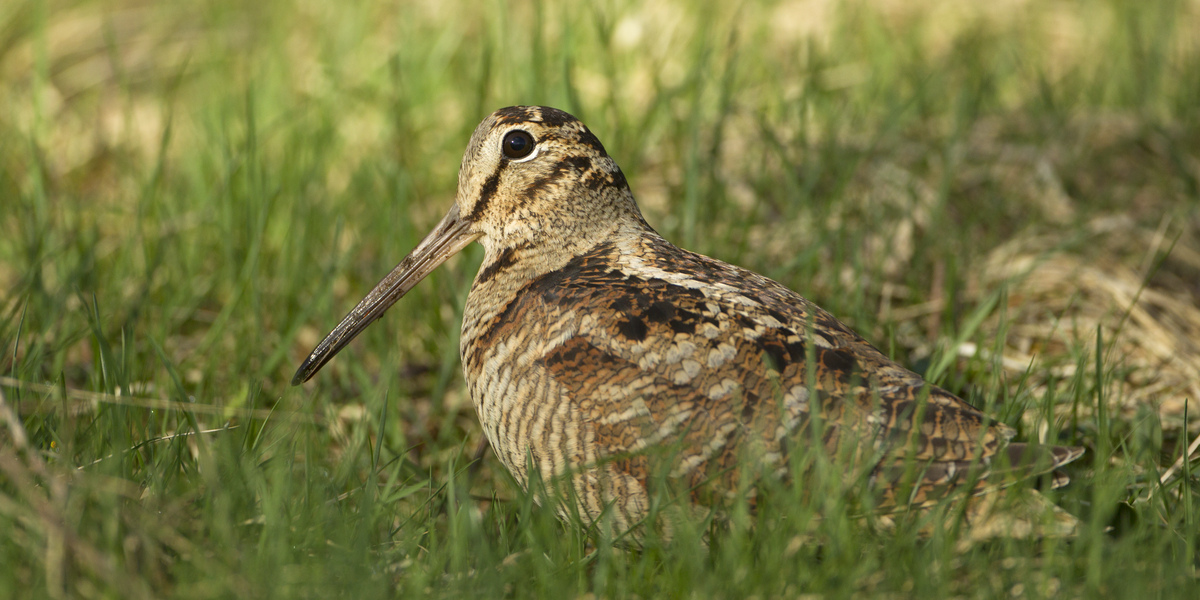 A wood cock facing to the left in showing it's long bill and complex brown colouration.