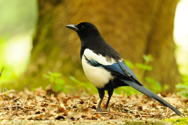A photograph of a magpie standing on leaf litter in front of a tree trunk.