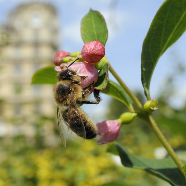 A Honey Bee foraging on Snowberry flowers.