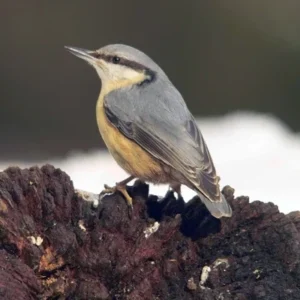 Photo of a Nuthatch in the foreground perched on a rock. The grey upper and rust-yellow of its belly stand out against the background and darker reddish tones in the rock.