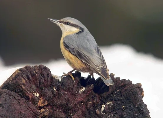 Photo of a Nuthatch in the foreground perched on a rock. The grey upper and rust-yellow of its belly stand out against the background and darker reddish tones in the rock.