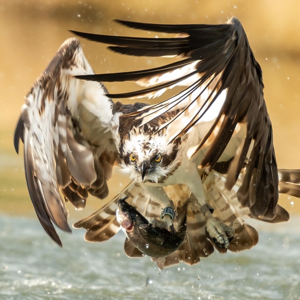 An Osprey swoops in to collect fish on Rutland Water.
