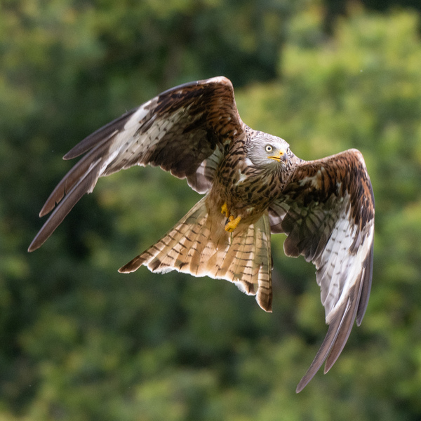 A Red Kite in flight showing us the underside of its red wings with black tips and the white patches underneath.