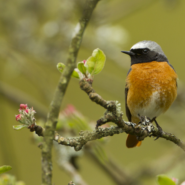 A male Redstart looking to the left showing his grey above, red breast, black throat, long, black legs and a long and red tail.