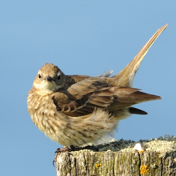 A Rock Pipit perched on top of fence post. Its grey/brown colours stand out against the blue of the sky.