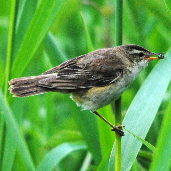 A Sedge Warbler perched vertically on a plant stem looking to the right.