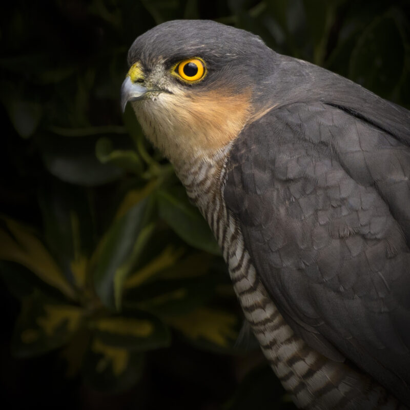 A sparrowhawk in profile facing to the left showing it's darker upper and wings and lighter lower with the brown bars showing this is a male.