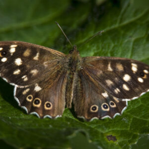 A photo of a Speckled Wood Butterfly's colours make it striking against the deep greens of a leaf.