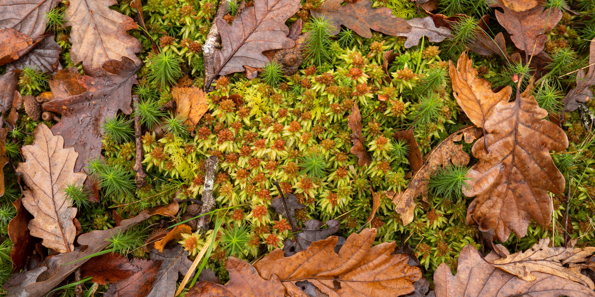A patch of Sphagnum moss growing amongst leaf litter from an Oak.