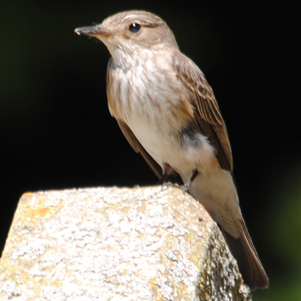 A Spotted Flycatcher perched on top of cart wheel alert for any passing insects.