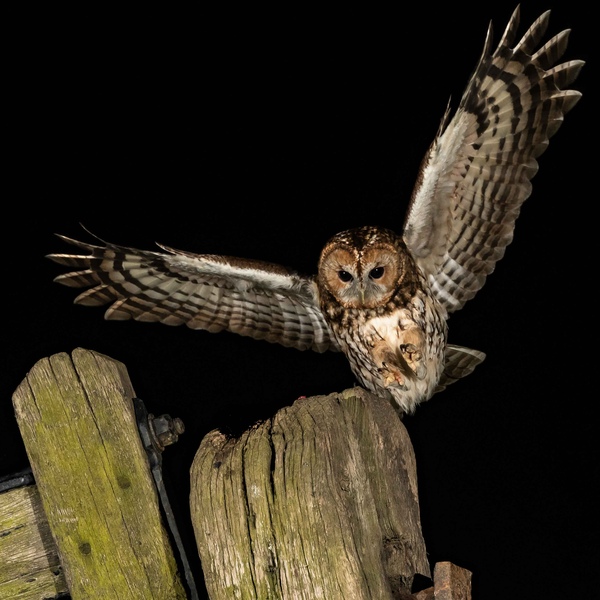 A tawny Owl swoops out of the dark towards a gate post in the foreground.