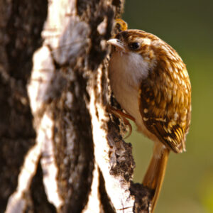 Photo by Neil Aldridge of a Treecreeper climbing the trunk of a tree. The mottled brown of its upper contrasts with its white underside.