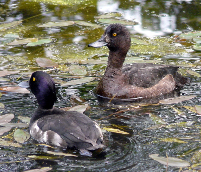 A male and female Tufted Ducks floating together on water.