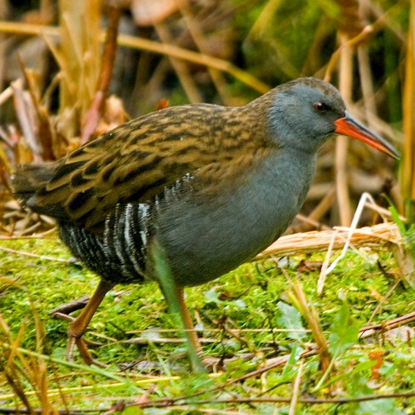 In the foreground, a Water Rail walks through under growth. It is mostly grey with black and brown streaked upperparts and black and white barring on the flanks.