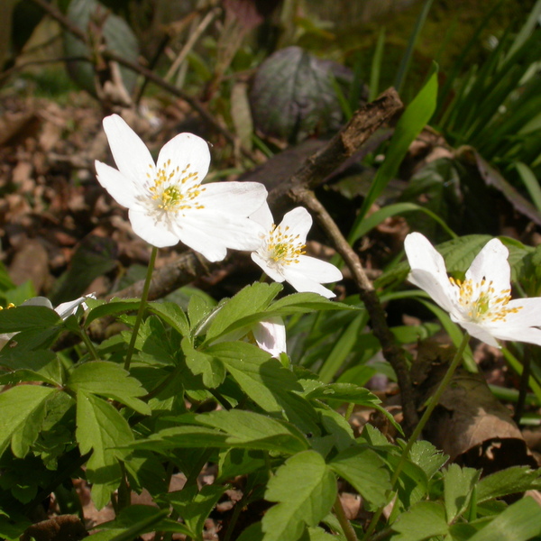 The white of Wood Anemone flowers stand out against the earthy tones of the woodland