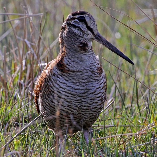 A Woodcock turned towards the camera with its head facing the right.