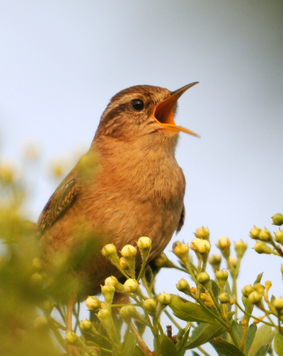 A Wren with it's mouth spread wide singing.