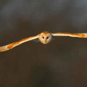 Barn Owl by Andy Rouse