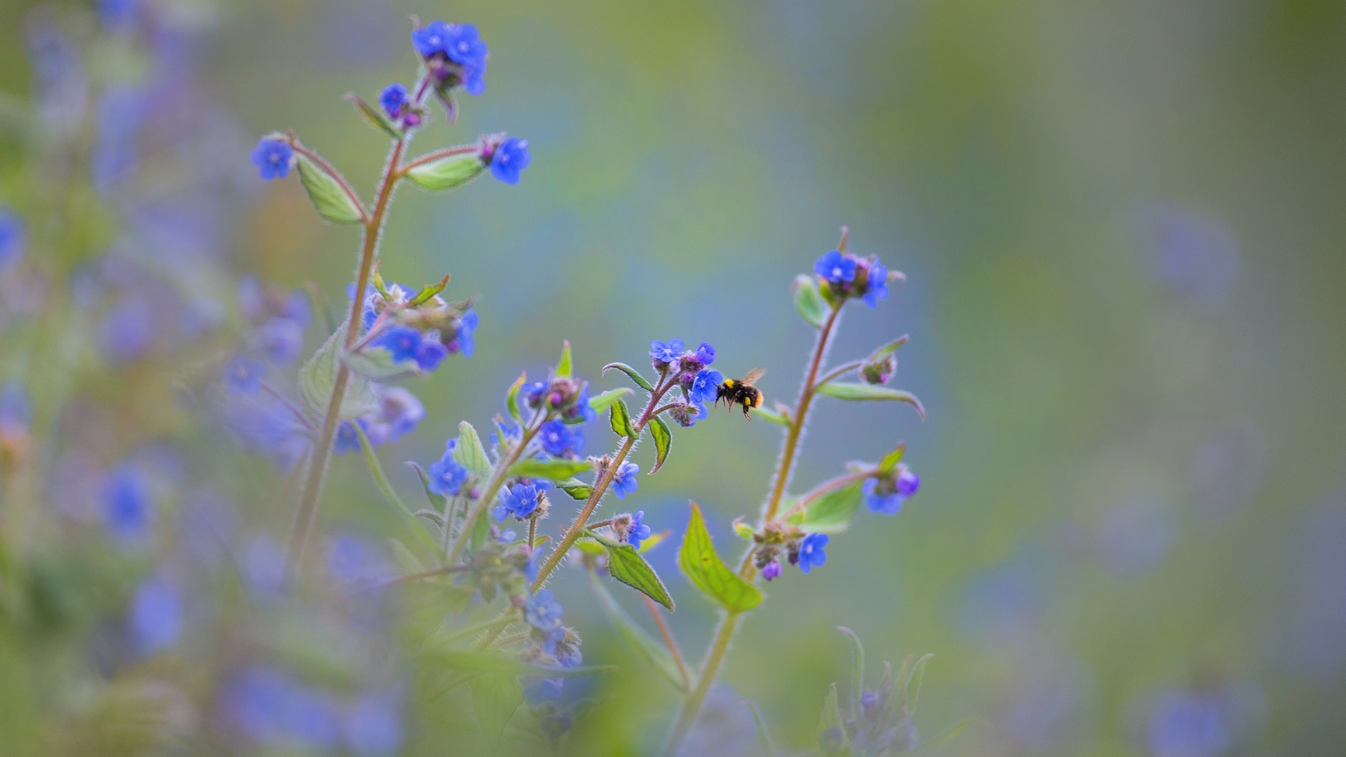 John Hawkins/Surrey Hills Photography