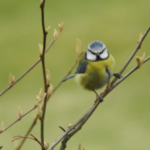 Blue Tit by Rob Miller